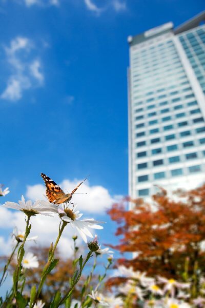 수원 삼성전자 직원들을 대상으로 실시된 ‘2011 삼성전자 디지털시티 사진 컨테스트’에서 최우수상을 수상한 이원석 선임의 가을의 꿈. 한 마리의 나비를 통해 자연과 문명이 어우러지는 가을의 어느 한때를 간결하게 표현했다.  삼성전자 제공