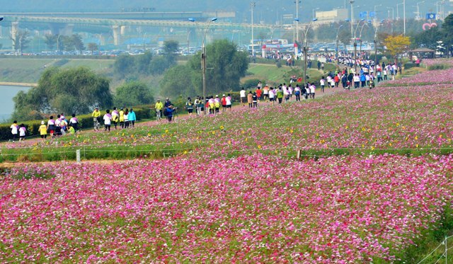구리시 주최, 경기일보 주관으로 14일 구리한강시민공원에서 열린 '2012 구리 코스모스 마라톤대회'에서 3천여명의 마라토너들이 한강변에 만개한 코스모스와 가을바람을 만끽하며 힘차게 질주하고 있다. 김시범기자 sbkim@kyeonggi.com