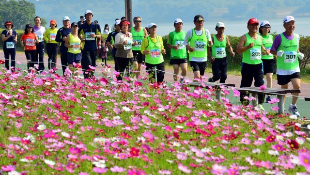 구리시 주최, 경기일보 주관으로 14일 구리한강시민공원에서 열린 '2012 구리 코스모스 마라톤대회'에서 3천여명의 마라토너들이 한강변에 만개한 코스모스와 가을바람을 만끽하며 힘차게 질주하고 있다. 김시범기자 sbkim@kyeonggi.com