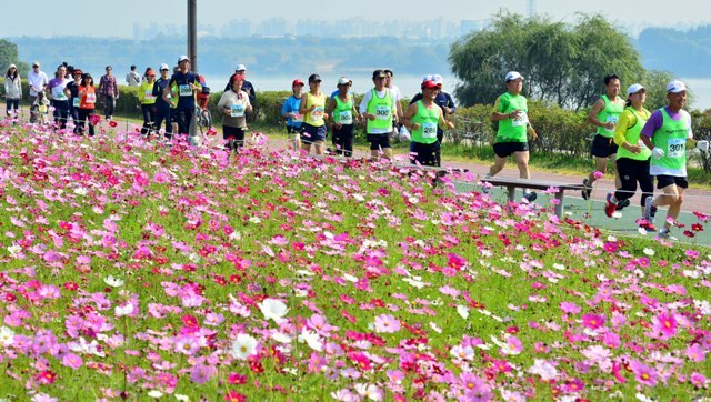 구리시 주최, 경기일보 주관으로 14일 구리한강시민공원에서 열린 '2012 구리 코스모스 마라톤대회'에서 3천여명의 마라토너들이 한강변에 만개한 코스모스와 가을바람을 만끽하며 힘차게 질주하고 있다. 김시범기자 sbkim@kyeonggi.com
