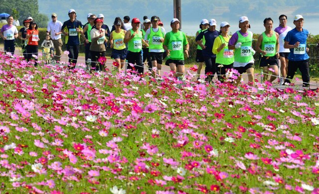 구리시 주최, 경기일보 주관으로 14일 구리한강시민공원에서 열린 '2012 구리 코스모스 마라톤대회'에서 3천여명의 마라토너들이 한강변에 만개한 코스모스와 가을바람을 만끽하며 힘차게 질주하고 있다. 김시범기자 sbkim@kyeonggi.com