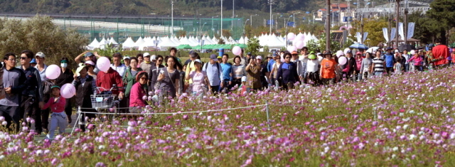 6일 구리한강시민공원에서 열린 ‘2013 구리 코스모스 시민건강 걷기 대회’에 참가한 시민들이 청명한 가을 하늘 아래 활짝핀 코스모스 꽃길을 걷고 있다 .전형민기자  hmjeon@kyeonggi.com