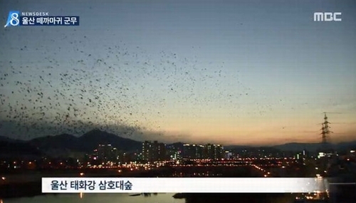 ▲ 사진= 울산 떼까마귀 5만 마리, MBC 방송화면 캡처