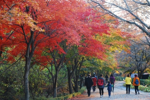 ▲ 18일 수원시에 따르면 광교산은 경기도보건환경연구원이 지난 4월부터 4차례에 걸쳐 실시한 ‘2014년도 산림휴양지 피톤치드 조사’에서 경기지역 15개 산림휴양지 중 피톤치드 발생농도가 세 번째로 높은 것으로 나타났다.