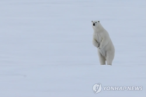 ▲ 사진= 북극곰 개체 수 급감, 연합뉴스