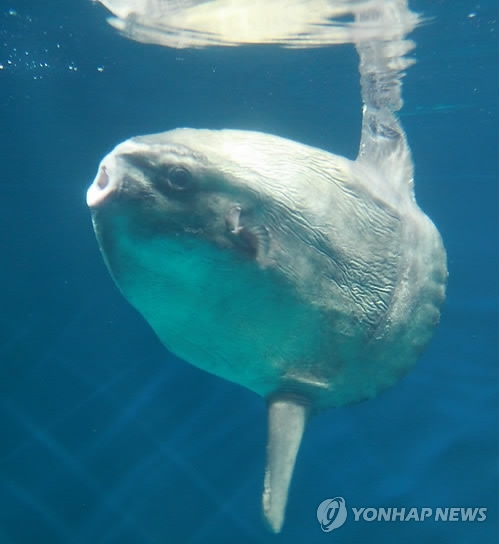 ▲ 사진= 개복치 특징, 연합뉴스