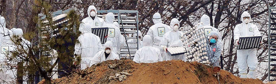 ▲ 축산도시인 안성에서 구제역에 이어 조류인플루엔자(AI) 의심신고까지 접수됐다. 14일 AI 양성반응이 나타난 미양면 한 오리농가에서 방역관계자들이 오리 7천여 마리와 오리알 등을 예방적 살처분 하고 있다. 김시범기자