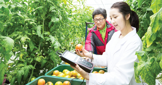 ▲ 농촌진흥청 연구원이 시범 운영 중인 스마트팜에서 과학 기술과 정보통신이 결합된 첨단장비로 과일의 생육 관리를 점검하고 있다.  농진청 제공