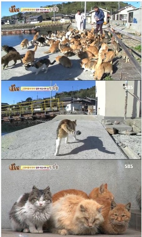 ▲ 고양이들의 천국 아오시마섬, 사진출처 SBS 방송화면 캡처