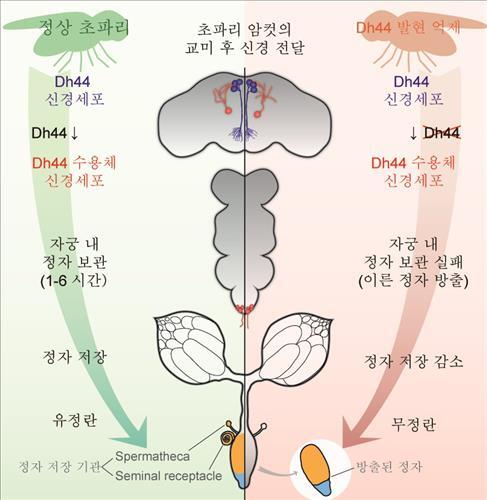 ▲ 사진= 스트레스가 불임 원인, 초파리 연구 결과 / 연합뉴스