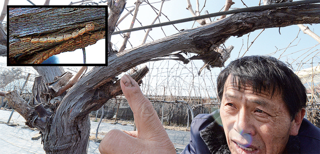 ▲ 지난 겨울 예년에 비해 비교적 따뜻한 날이 많아 과수에 치명적인 꽃매미의 부화율이 높아지면서 본격적인 농번기를 앞두고 해충피해가 우려되고 있다. 특히 경기남부지역에서는 90%의 높은 꽃매미의 부화율을 보이고 있는 가운데 화성시 송산면의 포도농가에서 농부가  부화한 꽃매미 알을 살펴보고 있다.  추상철기자