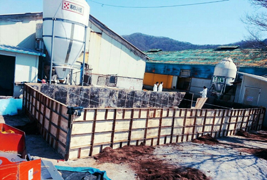 ▲ 1차 구제역 발생 농장인 강화 화도면 장화리 한 농장에서 관계 공무원들이 가축 살처분을 하고 있다. 강화군제공