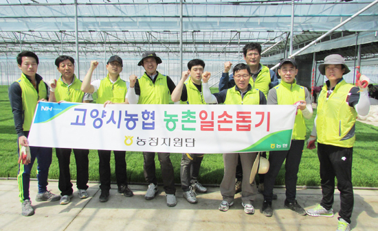 ▲ 벽제, 일산, 지도농협 등 고양 지역 8개 농ㆍ축협 임직원으로 구성된 ’함께나눔 고양시 농협봉사단’ 이 4일 농촌일손돕기를 나섰다.