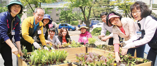 ▲ 도시원예 민간전문가인 마스터가드너와 지역 주민들이 수원 영통의 한 아파트 단지 내에 간이용 텃밭을 조성, 상추 등 각종 채소류를 재배하고 있다. 경기도농업기술원 제공