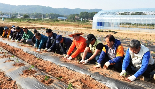 ▲ 22일 경기섬유종합지원센터 유휴지에서 센터 임직원과 입주기업 직원들이 목화 모종을 심고 있다.