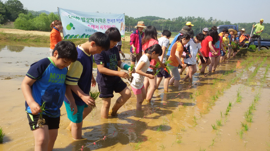 ▲ 광명안서초등학교(교장 유필자)재학생과 교사 및 학부모 50여명은 28일 모내기 체험을 실시했다.