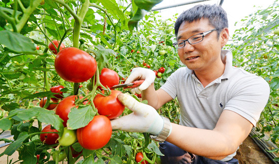 ▲ 한상훈기자가 빨갛게 익은 토마토를 채과가위로 수확하고 있다.