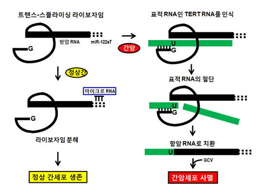 ▲ 연구 이미지