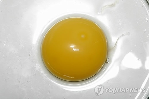 ▲ 사진=계란 노른자, 연합뉴스