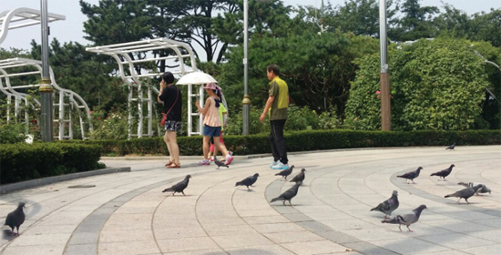 ▲ 11일 오전 11시 30분께 인천시 중구 자유공원 바닥에 내려앉은 비둘기 떼를 행인들이 피해 돌아가고 있다.  이인엽기자