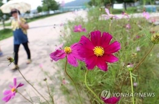 ▲ 사진=오늘 말복, 연합뉴스