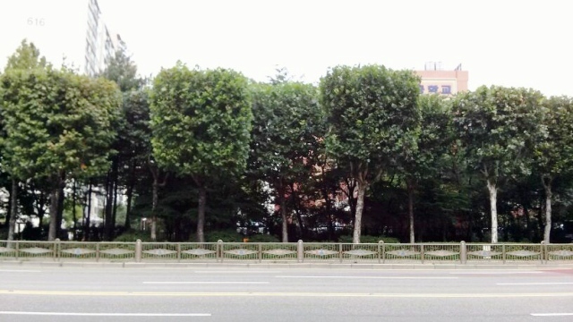 ▲ 군포-이색 가로수 전정으로 도시미관 다양화