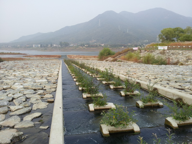 ▲ 하남시 산곡천 어도따라 올라오는 물고기 항시 모니터링
