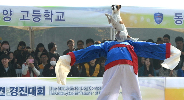 크기변환_1면 20151104 관세청 탐지견 경연대회JYJ_5068.jpg