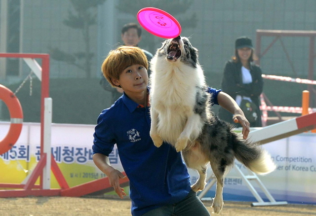 크기변환_1면 20151104 관세청 탐지견 경연대회2 JYJ_5037.jpg