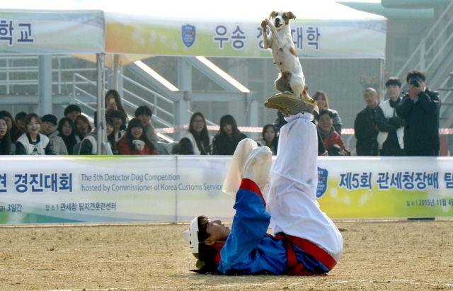크기변환_1면 20151104 관세청 탐지견 경연대회2 JYJ_5102.jpg