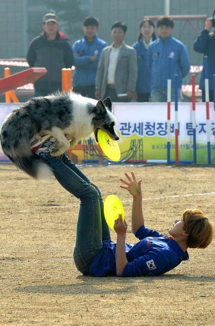 크기변환_1면 20151104 관세청 탐지견 경연대회JYJ_5030.jpg