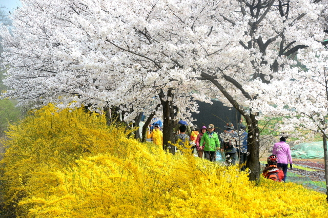 크기변환_7면 20140410 남동구 장수천 휴일 벚꽃길 JYJ_1310.jpg