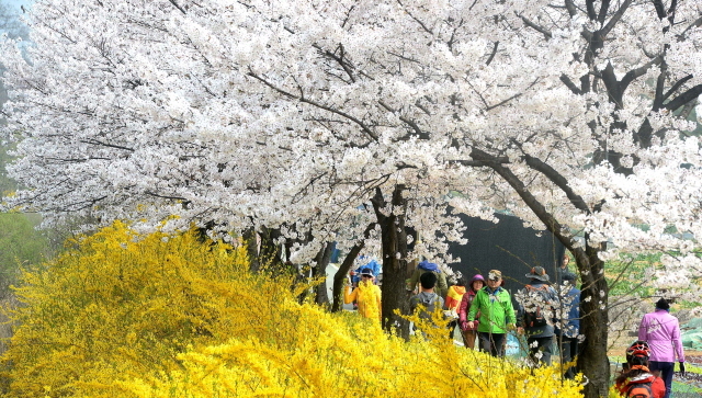 크기변환_7면 20140410 남동구 장수천 휴일 벚꽃길2  JYJ_1310.jpg