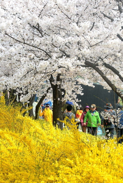 크기변환_7면 20140410 남동구 장수천 휴일 벚꽃길3  JYJ_1310.jpg