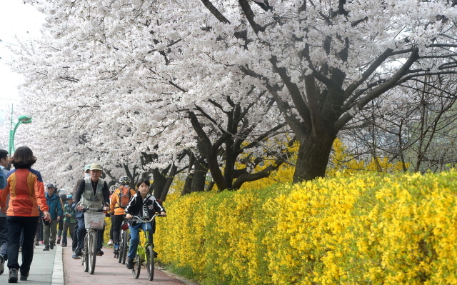 크기변환_7면 20140410 남동구 장수천 휴일 벚꽃길JYJ_1230.jpg