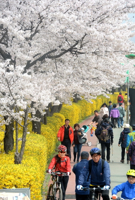 크기변환_7면 20140410 남동구 장수천 휴일 벚꽃길JYJ_1272.jpg