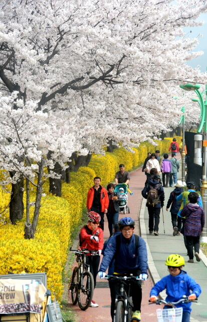 크기변환_7면 20140410 남동구 장수천 휴일 벚꽃길JYJ_1277.jpg