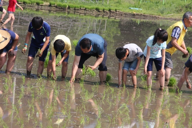 ▲ 남양주수동면 노인회_손모내기 체험 (1)