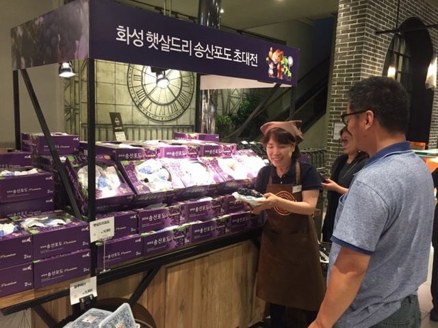 ▲ 송산포도