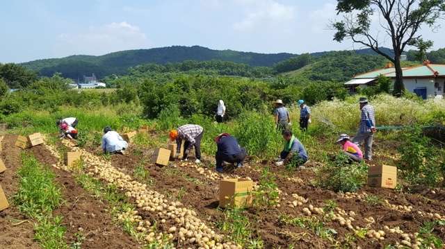 ▲ 바르게살기 감자수확 6