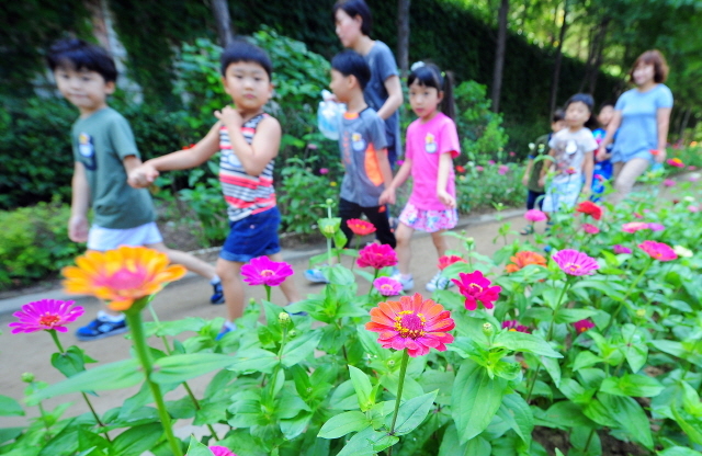 크기변환_7면 20160714 동구 백일홍 꽃길 개장 JUN _4499.jpg