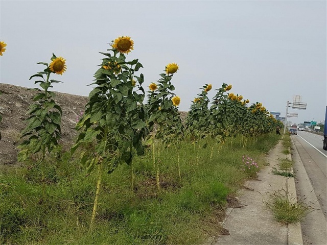 ▲ 가을을 맞은 평택호 입구 해바라기