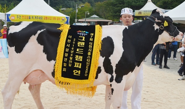 ▲ 제7회 이천시 홀스타인 EXPO에 44개의 축산농가에서 젓소 85두가 출품해 이중 행사의 꽃인 그랜드 챔피언에는 안래억씨(흥천목장)의 ‘흥천 루 뎀프리 1034호’가 차지했다.