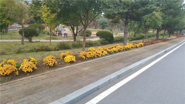 ▲ 국화꽃식재된사진1