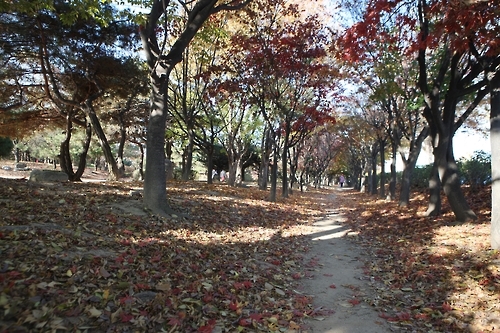 뚝섬 숲속길.jpg