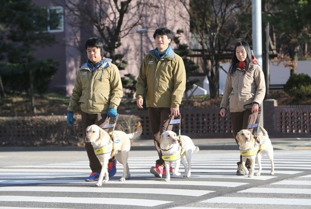 ▲ 사진2 - 안내견 훈련