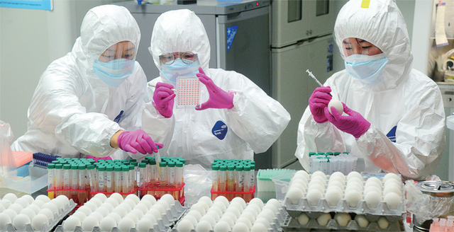 ▲ AI 검사 분주 20일 경기도동물위생시험소 해외전염병진단센터 BL3 실험실에서 직원들이 도내 곳곳에서 의뢰된 가금류 혈액, 종란, 철새분변 등의 AI 감염여부를 검사하느라 분주한 모습을 보이고 있다. 김시범기자
