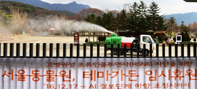 ▲ 서울대공원 동물원이 고병원성 조류인플루엔자(AI) 확산 방지를 위해 휴원에 들어갔다. 18일 오후 휴원 중인 과천 서울대공원 동물원에서 관계자들이 방역에 총력을 기울이고 있다. 이 동물원에서 폐사한 황새 두마리의 부검 결과 특이사항은 발견되지 않았지만, 국립환경과학원에 정밀검사를 의뢰한 상태다. 오승현기자