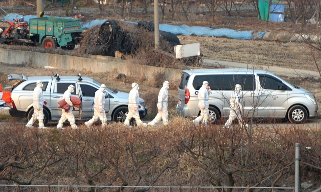 크기변환_20161226 인천시 서구 AI 조류독감 발병JYJ_0452.jpg