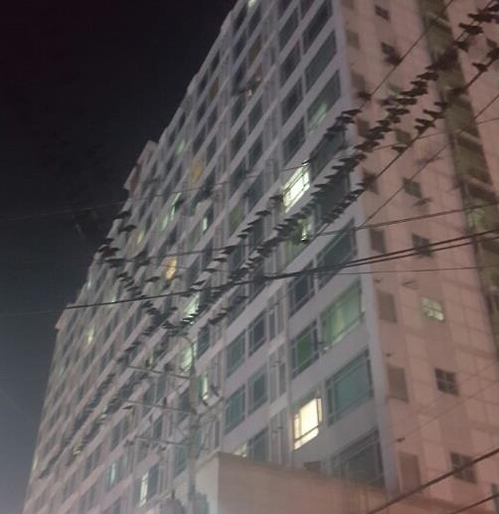 ▲ 수원 구도심에 몰린 떼까마귀 [독자제공 = 연합뉴스]